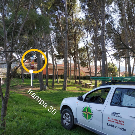 Trampes pel control de la vespa asiàtica a Montmeló